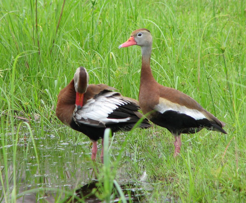 Tree Ducks Louisiana Duck Hunting